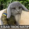 🤩 Эмодзи «Котик» для Telegram