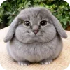 🫥 Эмодзи «Котик» для Telegram