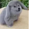 🤩 Эмодзи «Котик» для Telegram