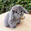 🤩 Эмодзи «Котик» для Telegram