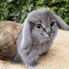 🤩 Эмодзи «Котик» для Telegram