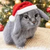 🤩 Эмодзи «Котик» для Telegram