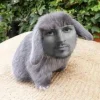 🤩 Эмодзи «Котик» для Telegram
