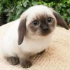 🤩 Эмодзи «Котик» для Telegram