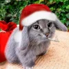 🤩 Эмодзи «Котик» для Telegram