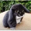 🤩 Эмодзи «Котик» для Telegram