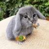 🤩 Эмодзи «Котик» для Telegram