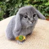 🤩 Эмодзи «Котик» для Telegram