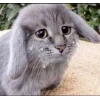 🤩 Эмодзи «Котик» для Telegram