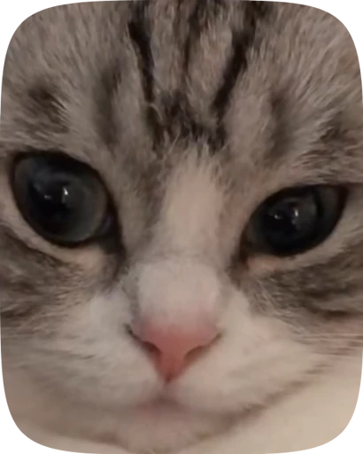 🥺 Стикер «Kotik Bkycno 2» для Telegram