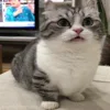 🤯 Эмодзи «Kotik Emoji» для Telegram