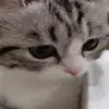 👀 Эмодзи «Kotik Emoji» для Telegram