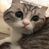 🤨 Эмодзи «Kotik Emoji» для Telegram