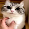 🤗 Эмодзи «Kotik Emoji» для Telegram