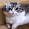 🤤 Эмодзи «Kotik Emoji» для Telegram