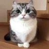 😺 Эмодзи «Kotik Emoji» для Telegram