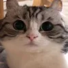 🤨 Эмодзи «Kotik Emoji» для Telegram