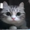 🧐 Эмодзи «Kotik Emoji» для Telegram