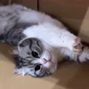 😺 Эмодзи «Kotik Emoji» для Telegram