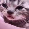 😢 Эмодзи «Kotik Emoji» для Telegram