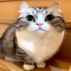 🥪 Эмодзи «Kotik Emoji» для Telegram