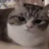 😮‍💨 Эмодзи «Kotik Emoji» для Telegram