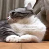 🥺 Эмодзи «Kotik Emoji» для Telegram