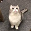😊 Эмодзи «Kotik Emoji» для Telegram