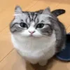 🐱 Эмодзи «Kotik Emoji» для Telegram