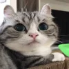 😳 Эмодзи «Kotik Emoji» для Telegram