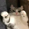 🤗 Эмодзи «Kotik Emoji» для Telegram