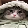 ☺️ Эмодзи «Kotik Emoji» для Telegram