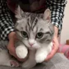 🥰 Эмодзи «Kotik Emoji» для Telegram