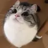 🎈 Эмодзи «Kotik Emoji» для Telegram