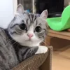 ❔ Эмодзи «Kotik Emoji» для Telegram