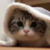 ❄️ Эмодзи «Kotik Emoji» для Telegram