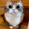 🥪 Эмодзи «Kotik Emoji» для Telegram