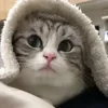 🙃 Эмодзи «Kotik Emoji» для Telegram