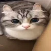 🤯 Эмодзи «Kotik Emoji» для Telegram