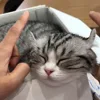 😴 Эмодзи «Kotik Emoji» для Telegram