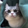 😳 Эмодзи «Kotik Emoji» для Telegram