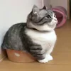 📦 Эмодзи «Kotik Emoji» для Telegram