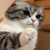 🥺 Эмодзи «Kotik Emoji» для Telegram