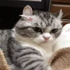 😡 Эмодзи «Kotik Emoji» для Telegram