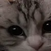 🥺 Эмодзи «Kotik Emoji» для Telegram