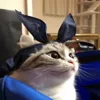 🥺 Эмодзи «Kotik Emoji» для Telegram