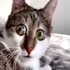 😳 Эмодзи «Kotik Emoji» для Telegram