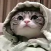😏 Эмодзи «Kotik Emoji» для Telegram