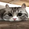 🥺 Эмодзи «Kotik Emoji» для Telegram