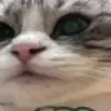 🤨 Эмодзи «Kotik Emoji» для Telegram